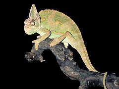 Veiled Chameleon